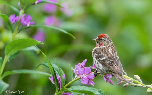 Redpoll Fireweed Chignik Lake