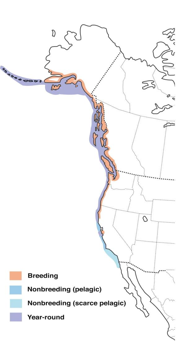 Marbled Murrelet Range Map