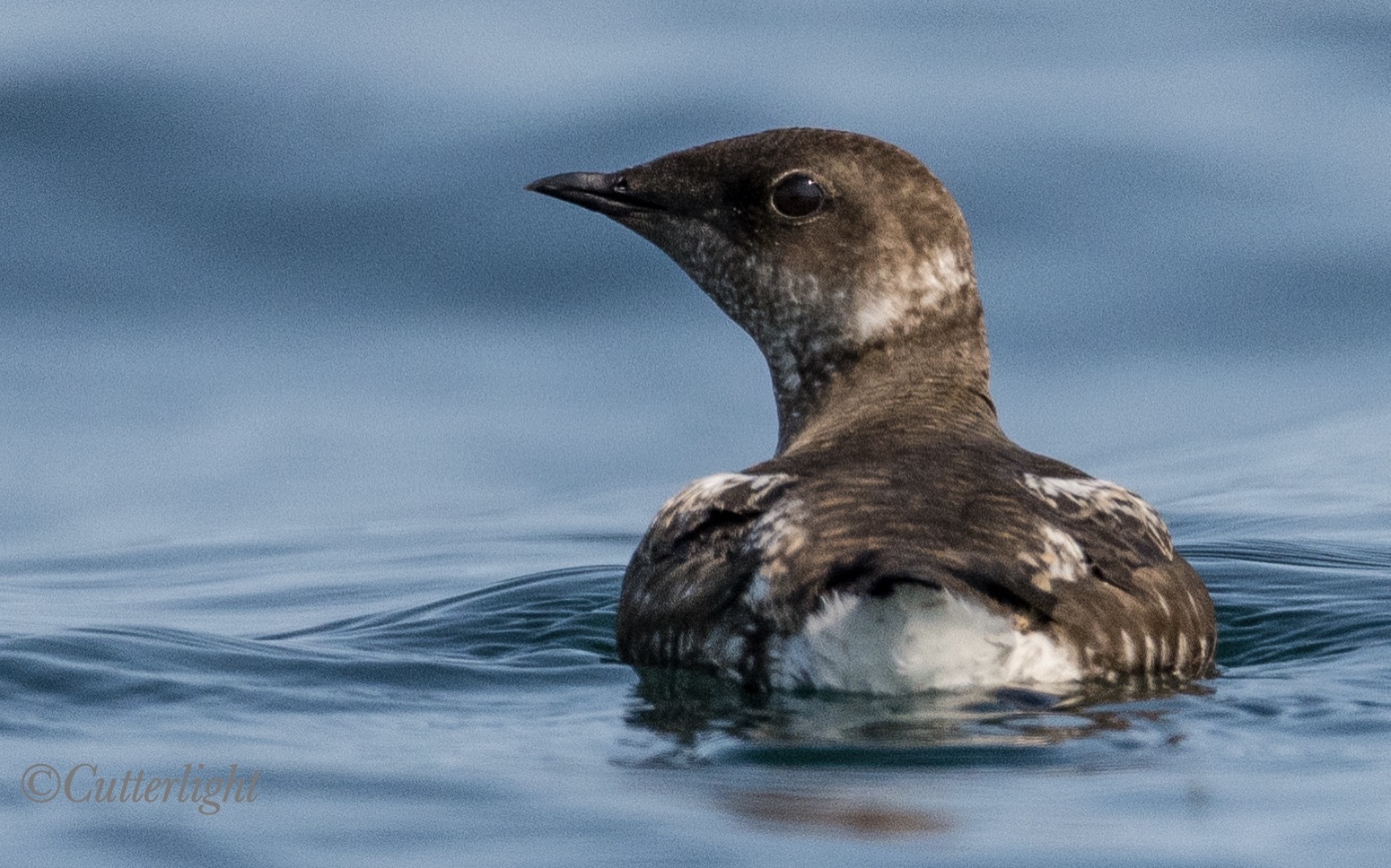 Chignik Marbled Murrelet