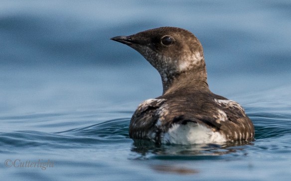 Chignik Marbled Murrelet