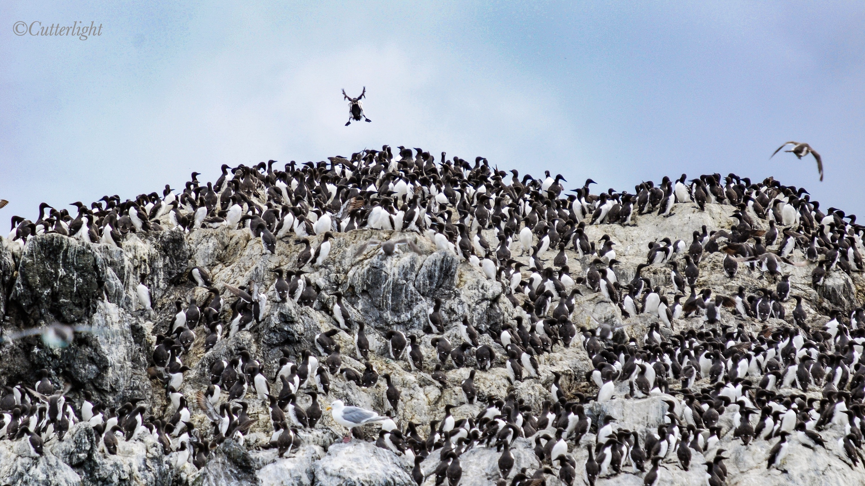murres on sea stack near Homer Alaska