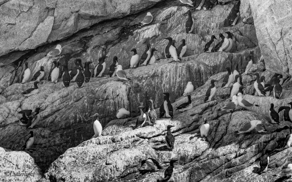 Common Murres on Sea Cliffs Kenai Fjords Alaska