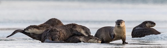 Chignik Lake River Otters