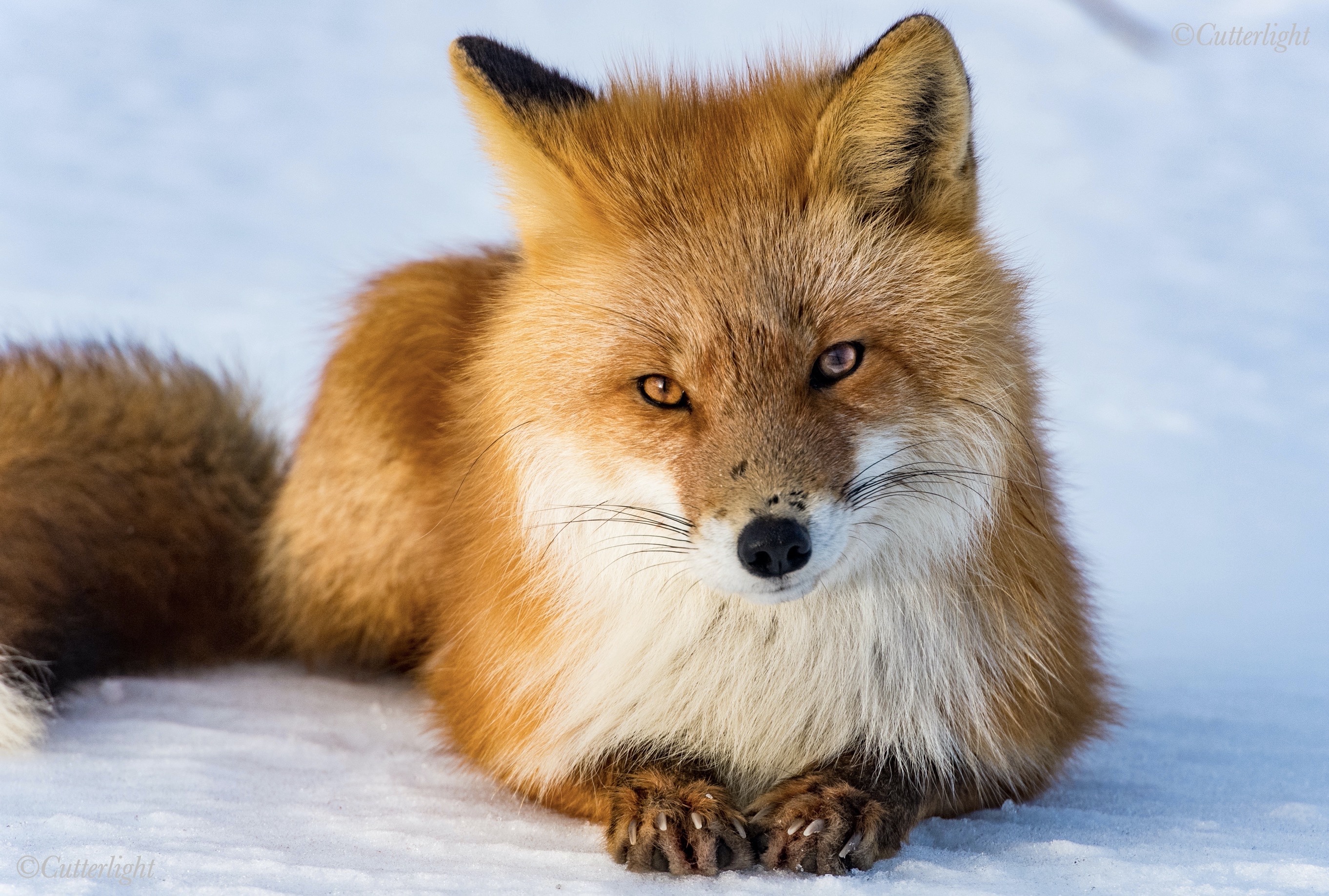 Chignik Lake Alaska Red Fox