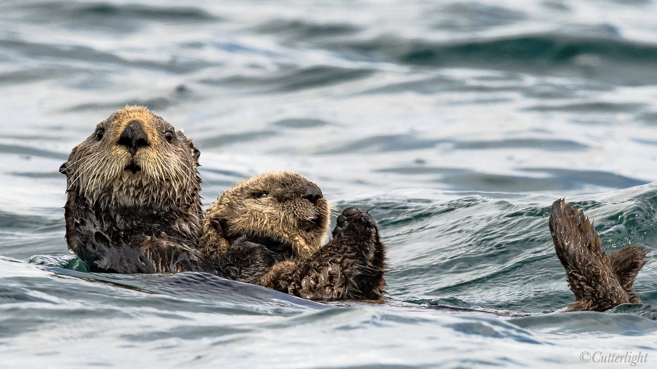 Chignik Sea Otter pup