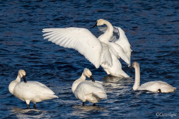 Tundra Swans on Chignik River Alaska