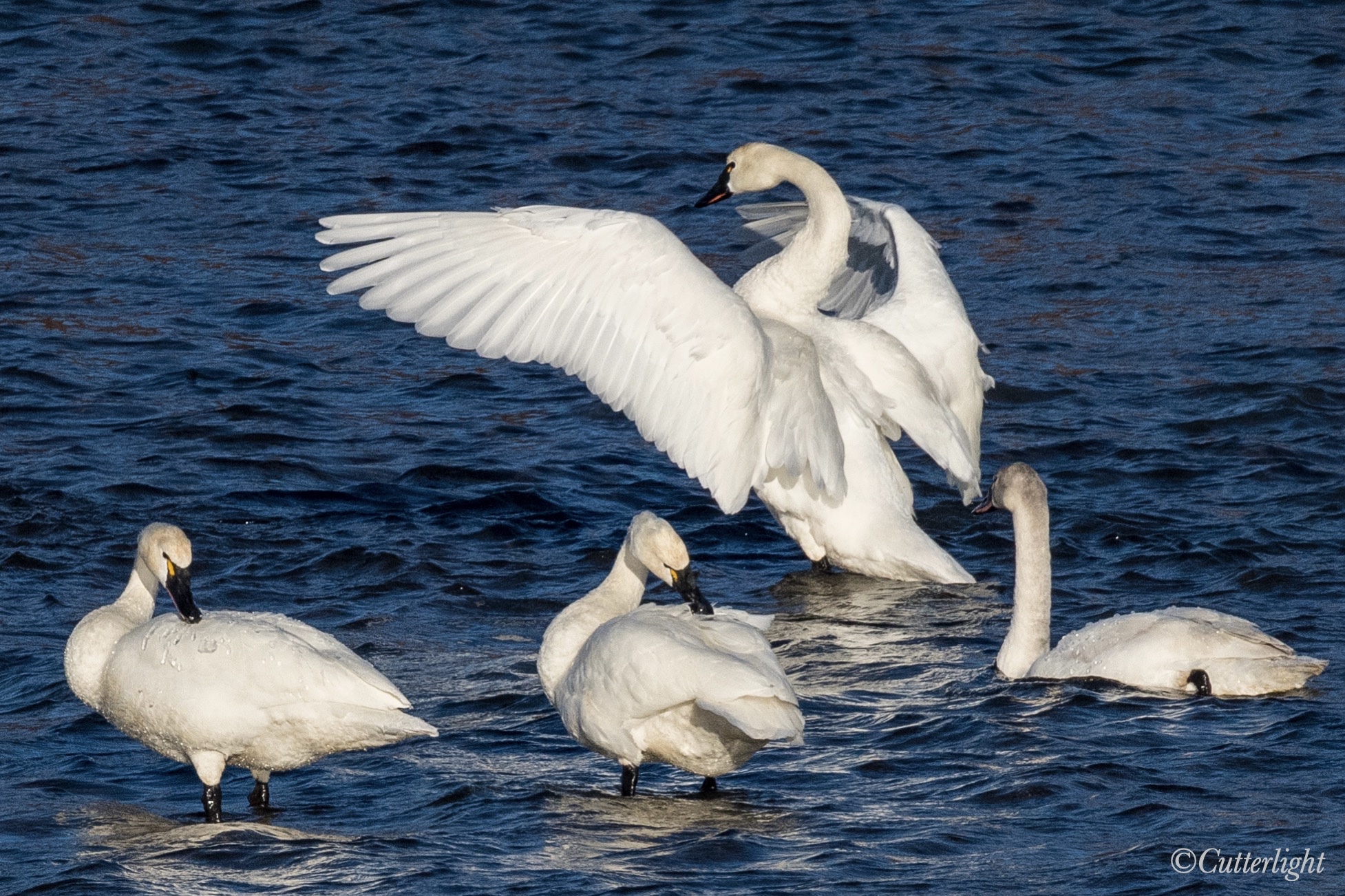 Chignik River Alaska Tundra Swans