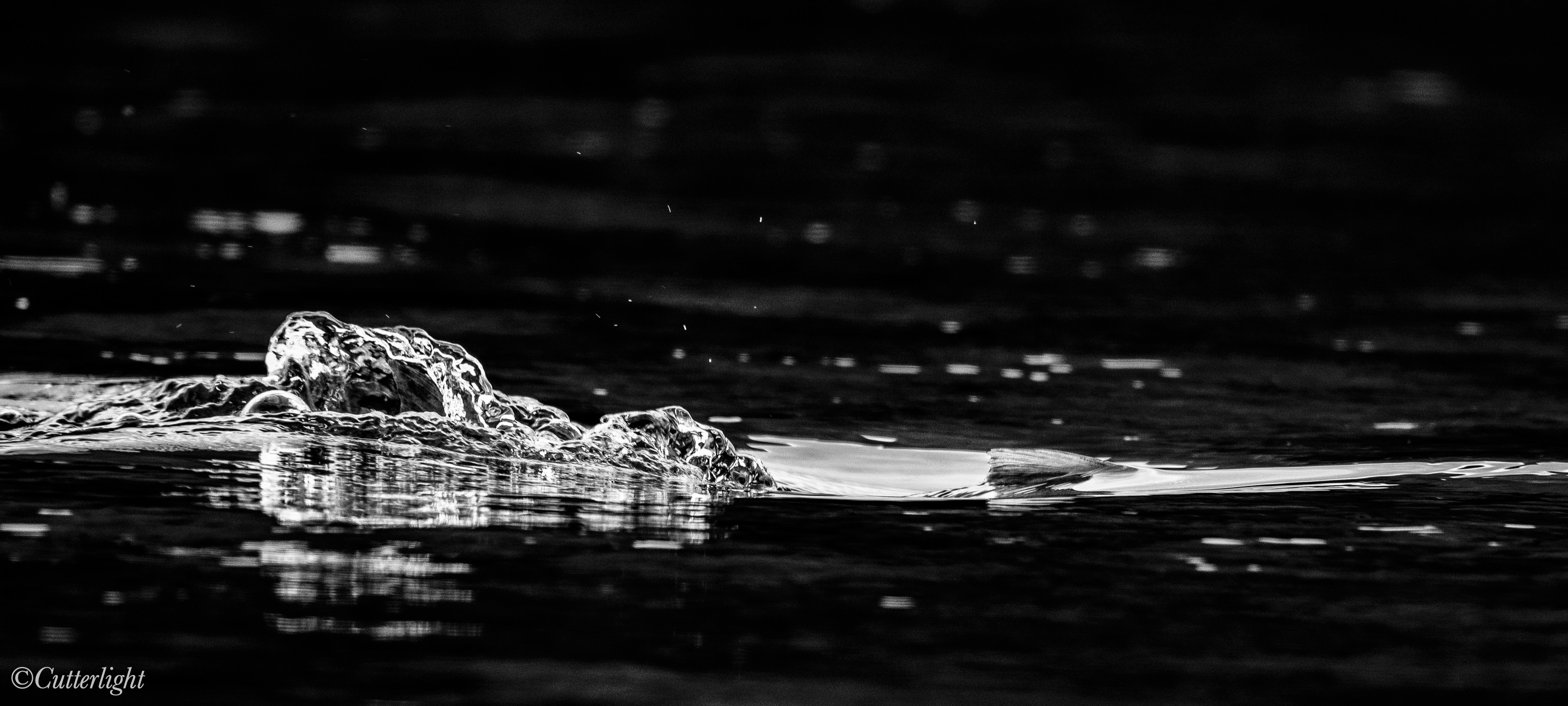 spawning sockeye chignik river alaska