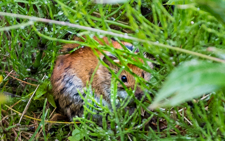 red-backed vole chignik lake