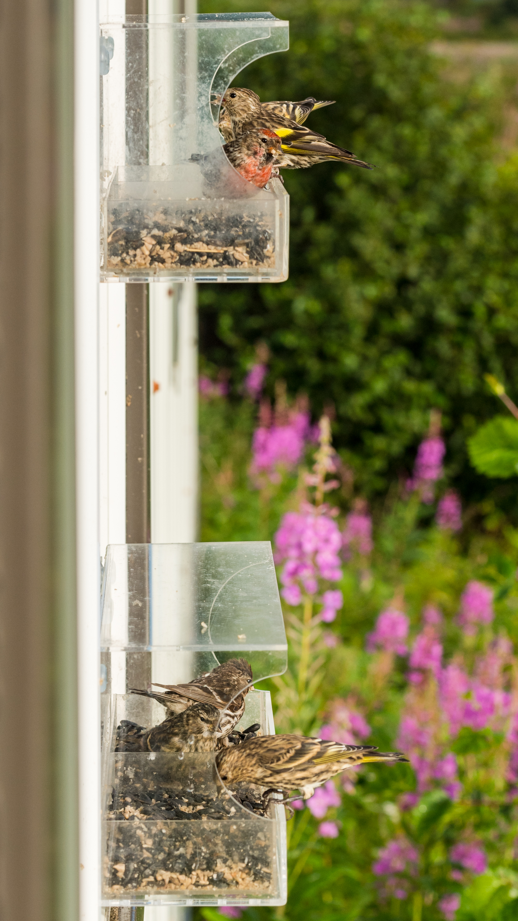 plastic window bird feeder