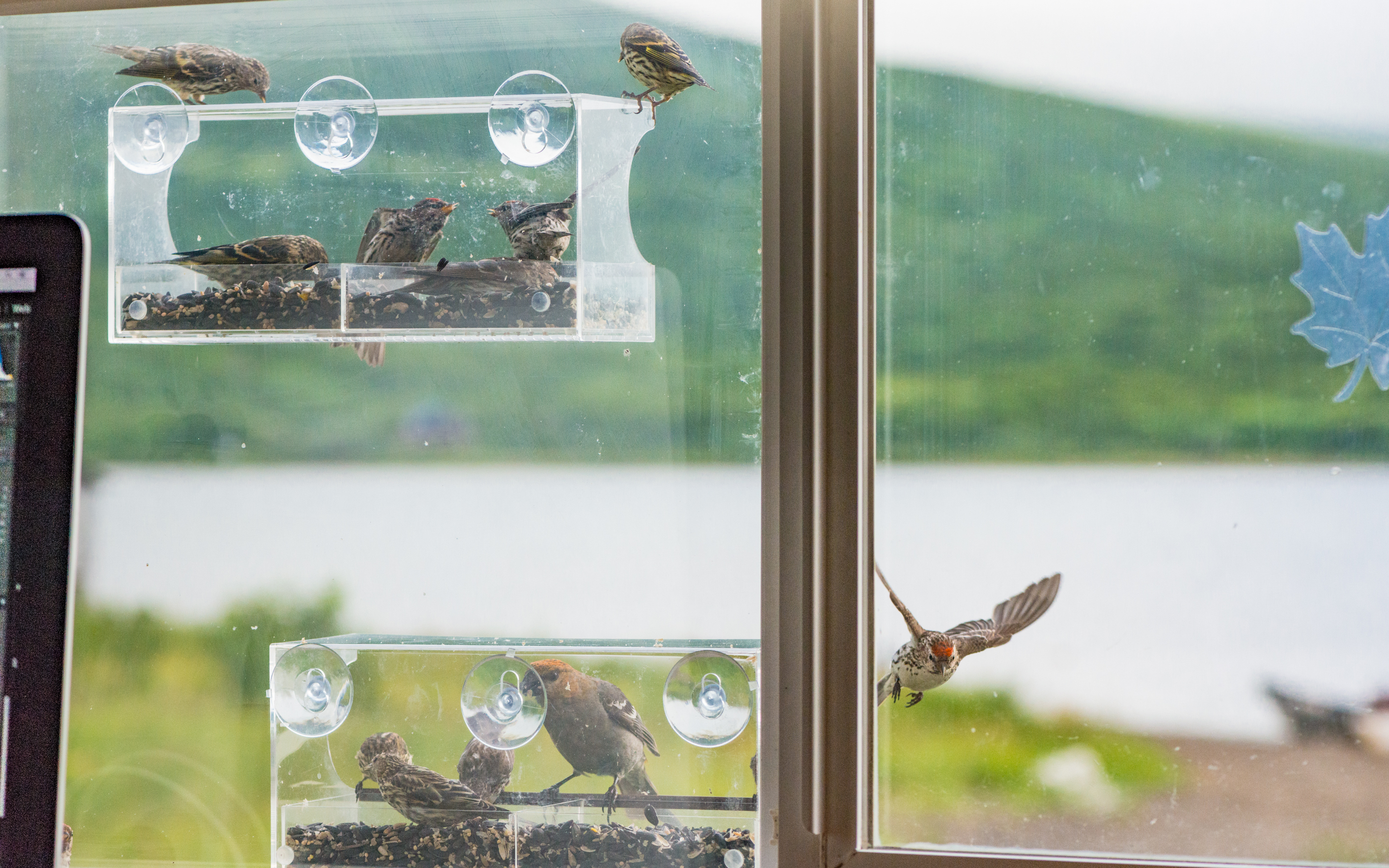 Window box bird feeders