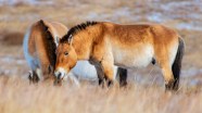 Mongolian Wild Horse Habitat
