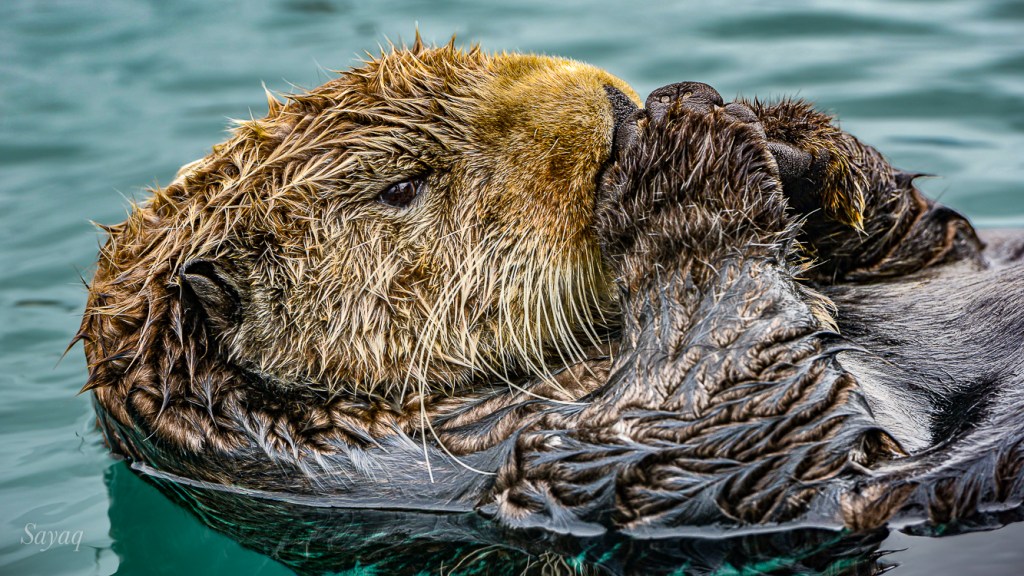 Close-up portrait of a Sea Otter loafing in the harbor at Seward, Alaska. 