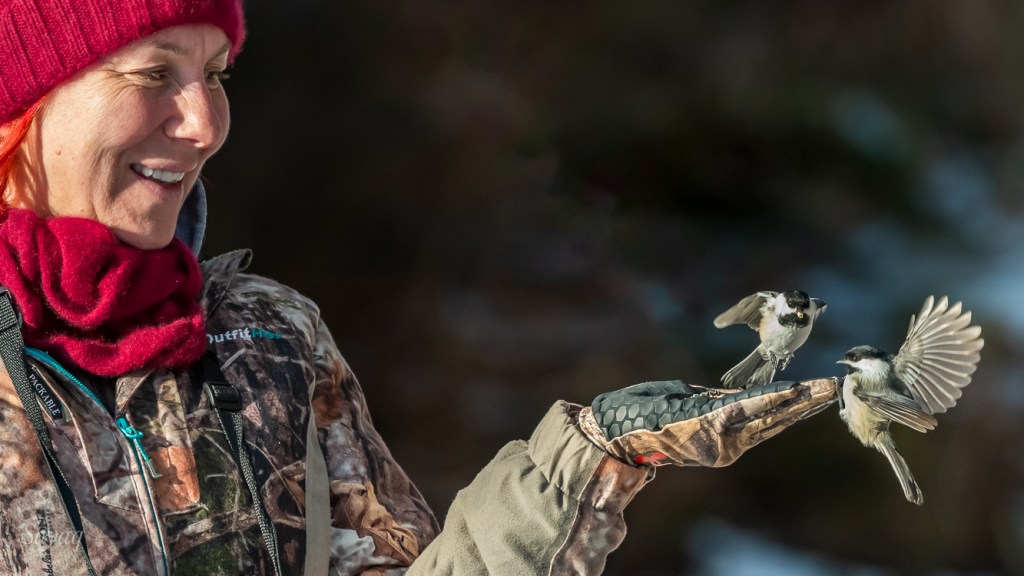 Barbra hand-feeding Black-capped Chickadees at Chignik Lake's Sitka Spruce Grove. 