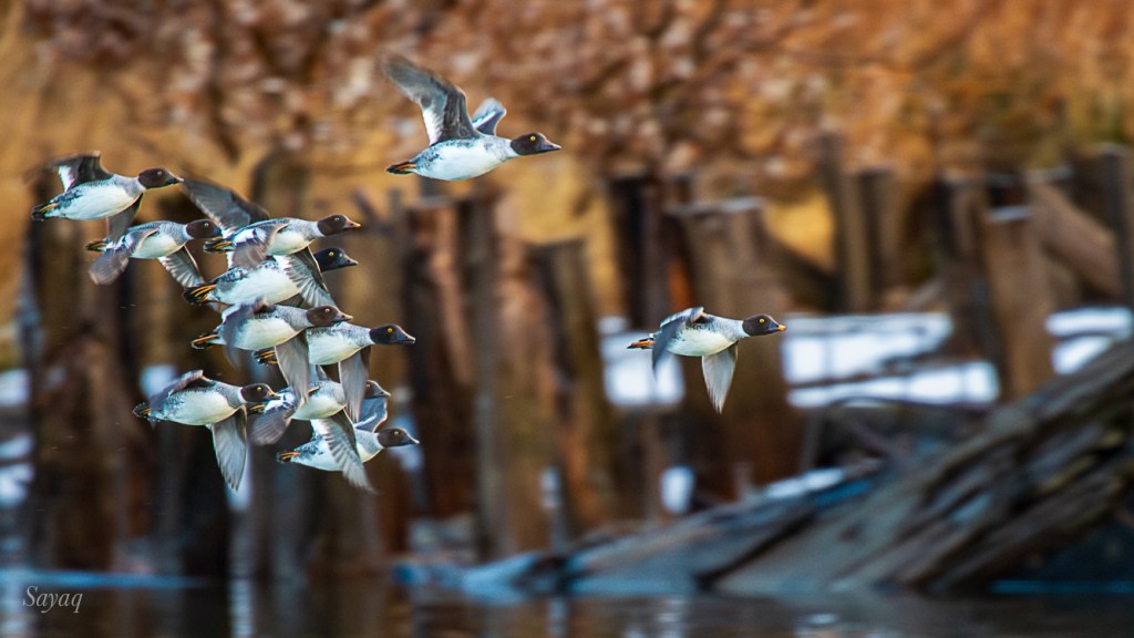 Photograph of a flock of a hen Common Goldeneye leading her first-year brood in flight down the Chignik River.  