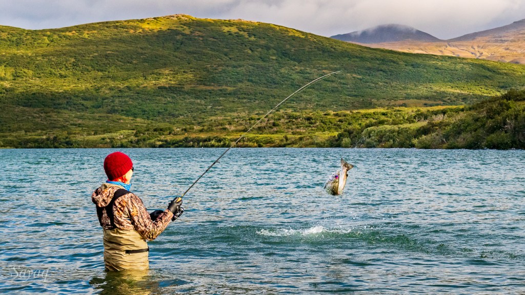 Photograph of Barbra hooked up with a high-leaping Coho Salmon on the Chignik River in early September, the landscape still mostly in green.