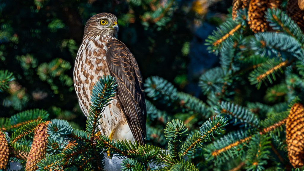Photograph of a juvenile Sharp-shinned Hawk perched in a Sitka Spruce at Chignik Lake. This species is rare on the Alaska Peninsula. 